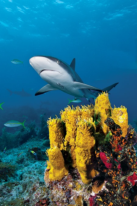 Shark near reef.