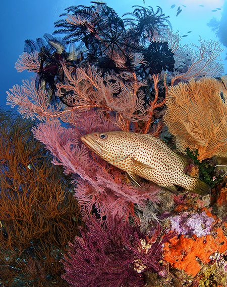 Fish hiding in the reef.