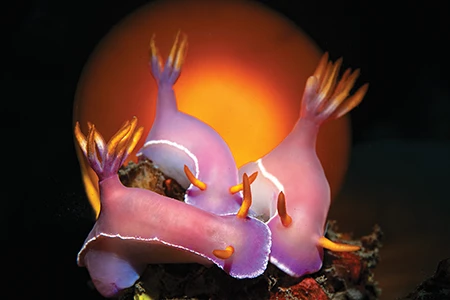 A group of mating Hypselodoris bullocki nudibranchs.