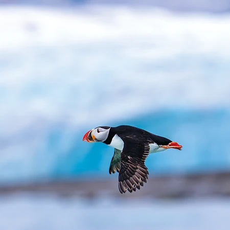 Atlantic puffin flying by a glacier