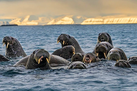 The walrus population in Svalbard has been strongly increasing since the 1952 hunting ban was enacted.