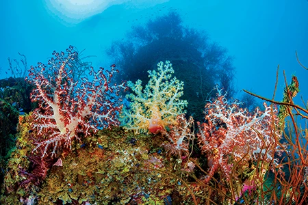 Alcyonarian soft corals 
