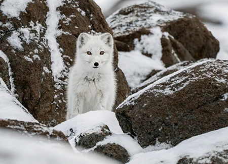 Arctic foxes.