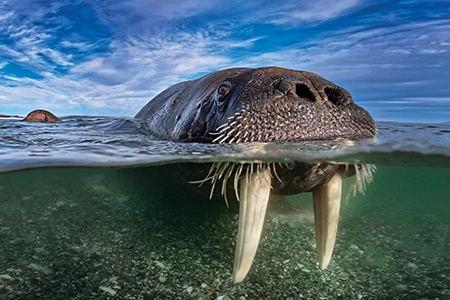 A walrus.