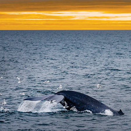 Blue whale feeding.