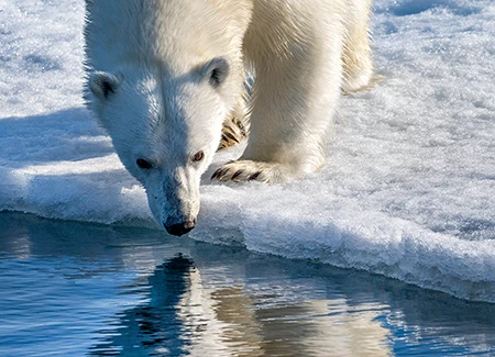  A polar bear. 