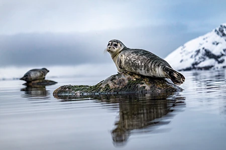 Harbor seals pose gracefully on their own rock islands in protective shallow coves.