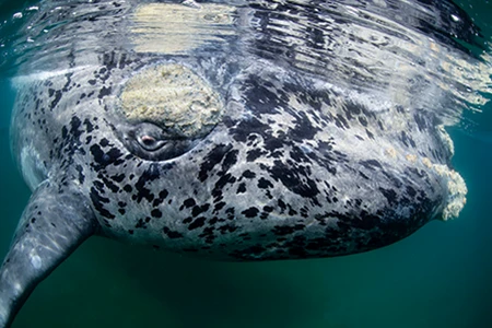 This juvenile whale circled repeatedly, looking at me with intensity.