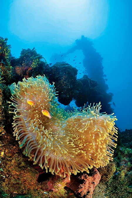 A gigantic sea anemone growing atop the wreck of the Fujikawa Maru