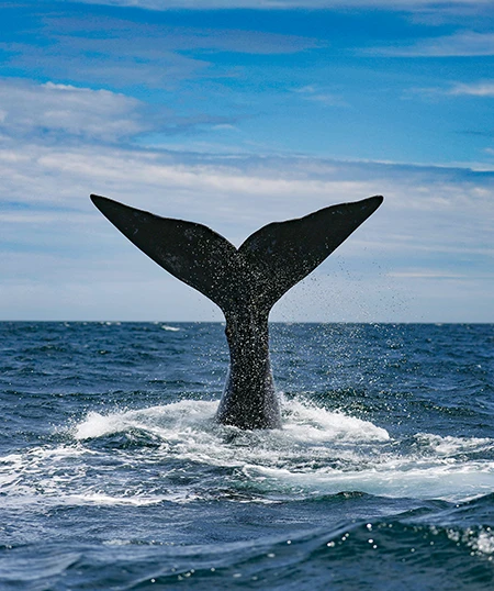 Southern right whale tail-slapping and breaching.
