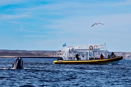 Península Valdés is widely regarded as one of the best places in the world to observe southern right whales up close. 