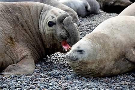 Southern elephant seals