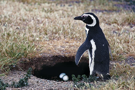 Magellanic penguins