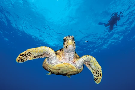 A hawksbill turtle swims along Bloody Bay Wall at Little Cayman.