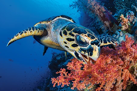 Hawksbill turtles often feed on soft corals.
