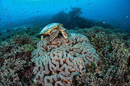A hawksbill dines on anchor coral.