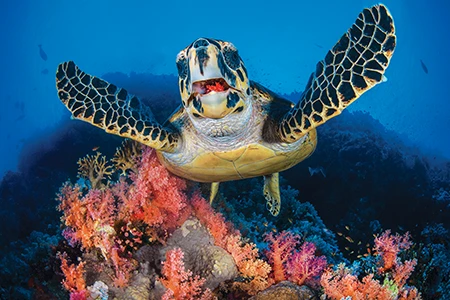 Hawksbill turtle.
