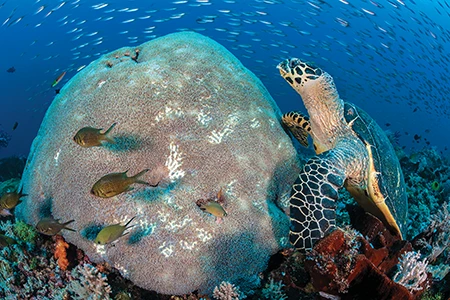 Turtle resting.