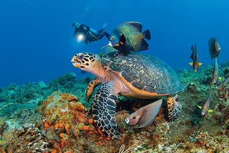 Endangered hawksbill  sea turtle with diver in the background.