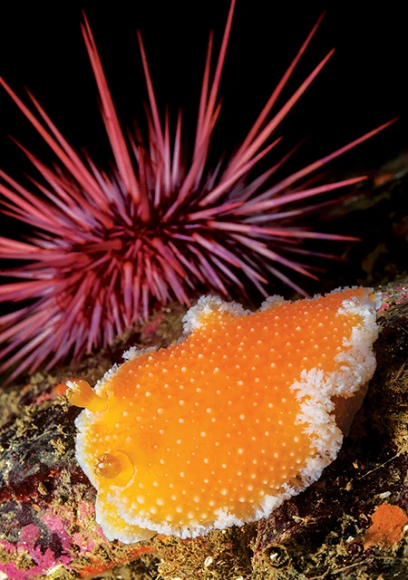 Orange peel nudibranchs
