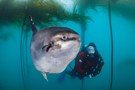 An ocean sunfish swims through kelp.