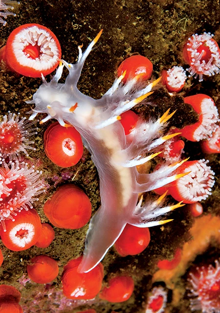 The multicolor dendronotid nudibranch is also called a rainbow nudibranch.