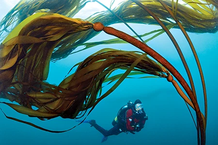A diver swims through bull kelp in Van Damme State Park.
