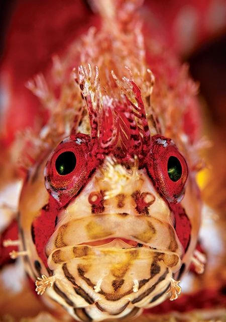  A mosshead warbonnet peers out from a crevice.