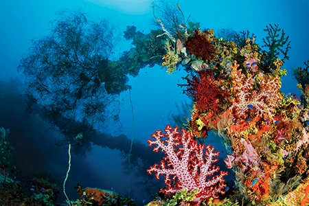 Coral grows on the lifeboat davits of the Shinkoku Maru