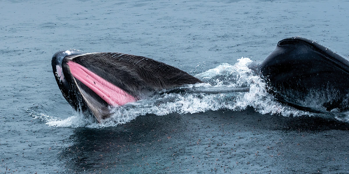 An Antarctic humpback whale engulfs a mouthful of krill-rich water.